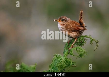 Wren perché sur une plante sauvage avec les insectes dans sa bouche Banque D'Images