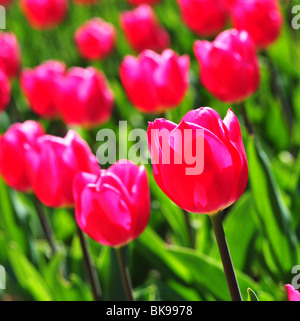 Tulipa RÊVE DE NOËL Banque D'Images