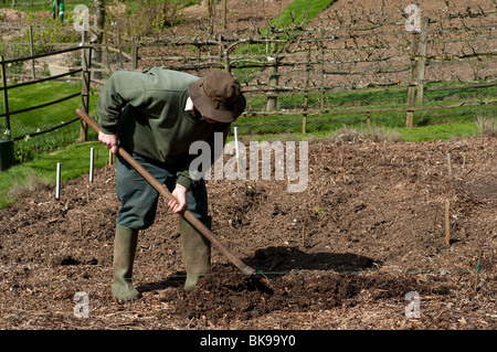 Chef jardinier de préparer une tranchée pour planter les pommes de terre de semence à Painswick Rococo Garden dans les Cotswolds Banque D'Images