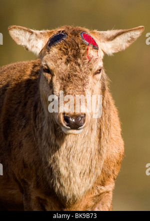 Portrait of a red deer, ayant récemment l'a versé du cerf Banque D'Images