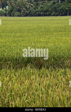 Champ de riz en Backwaters du Kerala, en Inde. Banque D'Images