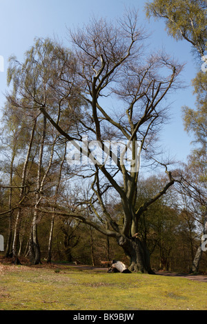 A mature, étêtés hêtre commun (Fagus sylvatica) de l'arbre dans la forêt d'Epping, Essex Banque D'Images