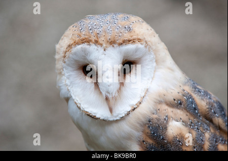 Effraie des clochers (Tyto alba), le portrait, Vulkan Eifel, Rhénanie-Palatinat, Allemagne, Europe Banque D'Images