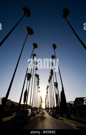 Palmiers dans une rue de South Los Angeles, Californie, États-Unis d'Amérique Banque D'Images