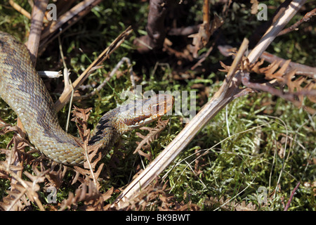 Les jeunes Adder Vipera berus dans Habitat Landes Royaume-Uni Banque D'Images