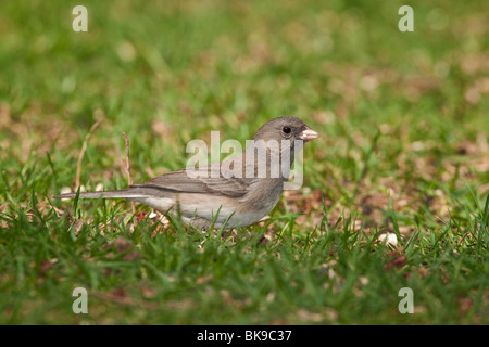 Femme de couleur ardoise Junco ardoisé de nourriture dans l'herbe Banque D'Images