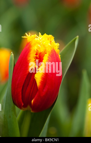 'Tulip' avenport en fleurs à l'Eden Project à Cornwall Banque D'Images