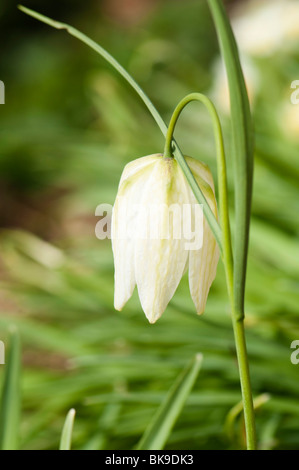 Tête du serpent fritillaries en fleurs à l'Painswick Rococo Garden dans les Cotswolds Banque D'Images