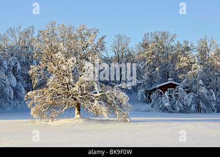 Faible soleil brille sur un grand arbre debout dans un champ neigeux. Un chalet rouge dans la forêt en arrière-plan. Banque D'Images