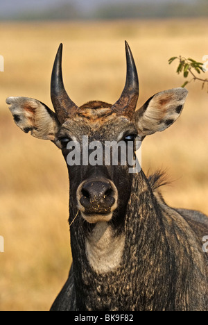 Portrait of a male nilgai Banque D'Images