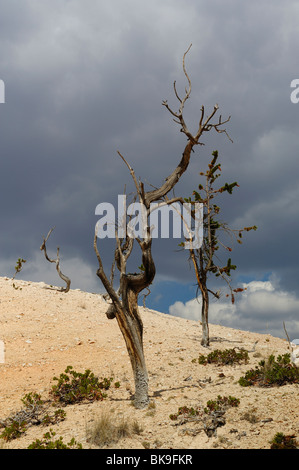 Tronc d'un arbre mort le long de Fairyland Loop Trail à Bryce Canyon, Utah, USA Banque D'Images