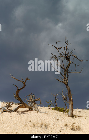 Tronc d'un arbre mort le long de Fairyland Loop Trail à Bryce Canyon, Utah, USA Banque D'Images