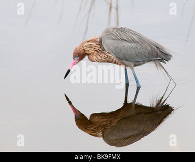 Pêche Aigrette rouge Banque D'Images