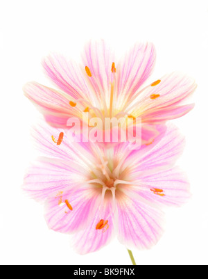 Lewisia Lewisia cotyledon (rose) Banque D'Images