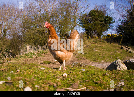 Free Range chicken Banque D'Images