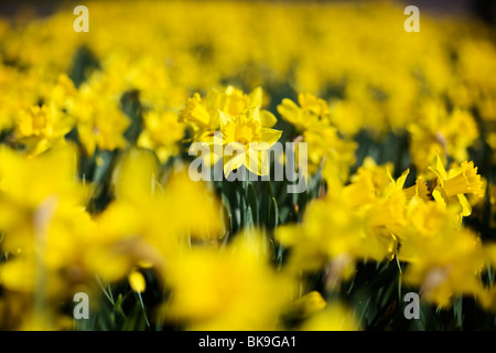 Jonquilles en pleine floraison Banque D'Images