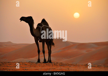 Le Dromadaire (Camelus dromedarius) dans le coucher du soleil, oasis de Liwa, Abu Dhabi, Émirats arabes unis, France, Moyen Orient, Orient Banque D'Images