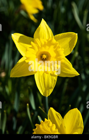 Jonquilles en pleine floraison Banque D'Images