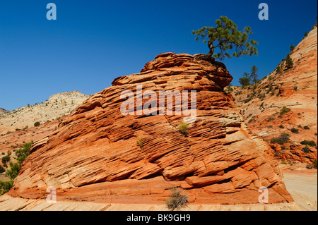 Arbre qui pousse un rocher dans la région de Zion National Park, Utah, USA Banque D'Images