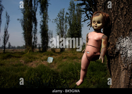 Une poupée est suspendu à un arbre sur l'île des poupées dans Xochimilco, au sud de Mexico City, Mexique Banque D'Images