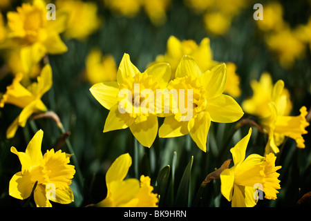 Jonquilles en pleine floraison Banque D'Images