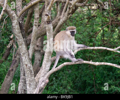 Singe Cercopithecus pygerythrus assis dans un arbre Banque D'Images