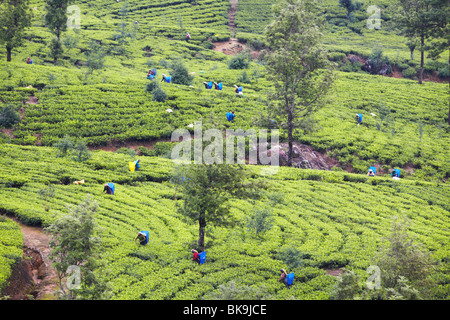 Les cueilleurs de thé à Pedro de thé, Nuwara Eliya, Sri Lanka Banque D'Images