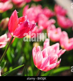 Tulipa Pittsburgh Banque D'Images
