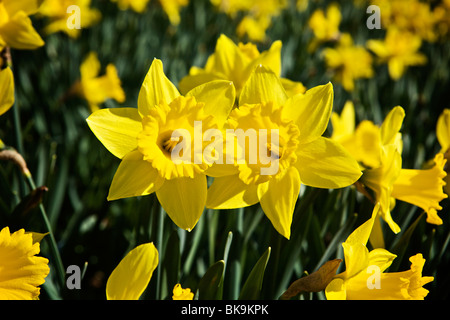 Jonquilles en pleine floraison Banque D'Images