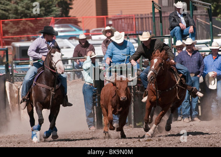 Steer wrestling, l'équipe de rodéo, Cochrane Cochrane, Alberta, Canada Banque D'Images