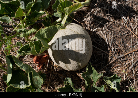 Melon cantaloup (melon, ou rockmelon) ou Cucumis melo croissant dans une 'victoire' jardin sur Kangaroo Island, S.A. Banque D'Images