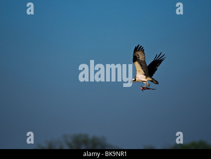 Osprey en plein vol avec un poisson fraîchement pêché se balance au talon. Banque D'Images