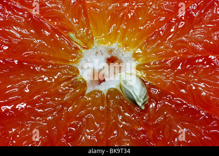 Pamplemousse rouge (Citrus paradisi), couper, close-up Banque D'Images