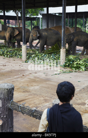 Woman looking at éléphants à Pinnewala orphelinat des éléphants, Kegalle, Sri Lanka Banque D'Images