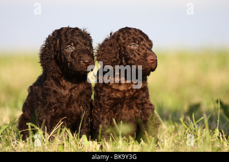 Irish Water Spaniel puppy Banque D'Images