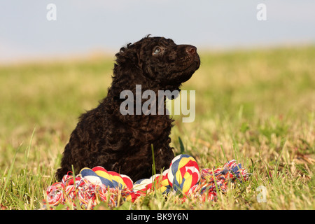 Irish Water Spaniel puppy Banque D'Images