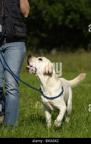 Jeune Labrador Retriever Banque D'Images