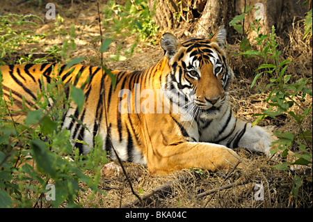 Tigre dans la jungle épaisse de Kanha national park Banque D'Images