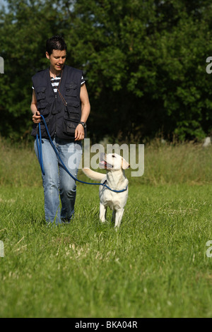 Jeune Labrador Retriever Banque D'Images