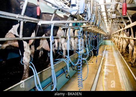 La traite des vaches dans une laiterie nr Leigh, Surrey Banque D'Images