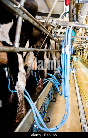 La traite des vaches dans une laiterie nr Leigh, Surrey Banque D'Images