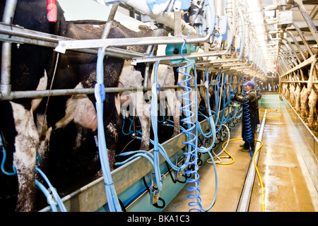 La traite des vaches dans une laiterie nr Leigh, Surrey Banque D'Images