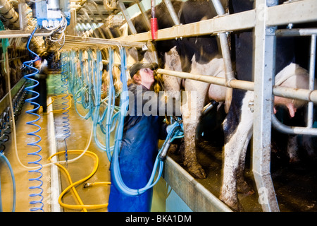 La traite des vaches dans une laiterie nr Leigh, Surrey Banque D'Images