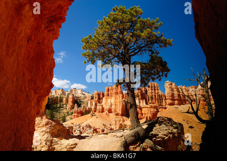 Douglas-fir tree à Bryce Canyon de Peek a boo loop, Utah, USA Banque D'Images