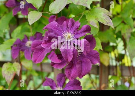 Clematis (clématite etoile violette) Banque D'Images