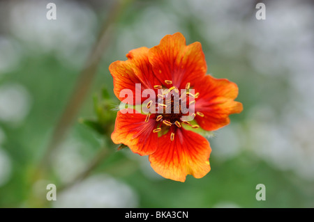 Potentille (Potentilla nepalensis Népal 'flammenspiel') Banque D'Images