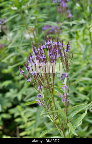 American verveine (Verbena hastata) Banque D'Images