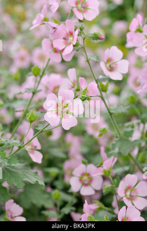 Anisodontea capensis mauve du cap ("Lady in Pink') Banque D'Images