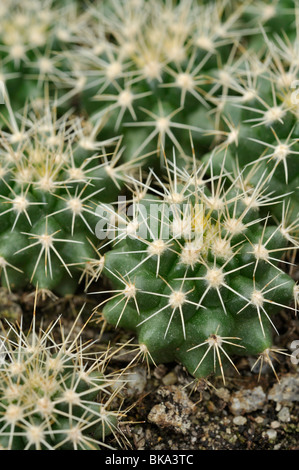 Golden barrel cactus (bateau à quille) Banque D'Images