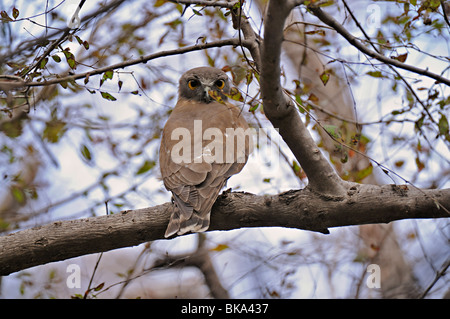 Brown Chouette épervière (Ninox scutulata) dans le parc national de Ranthambhore Banque D'Images